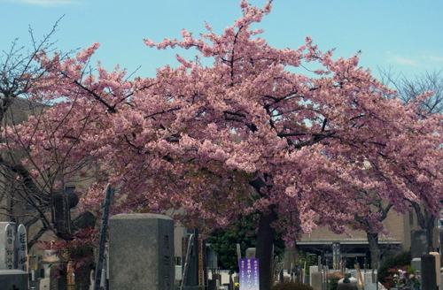 修行寺の桜