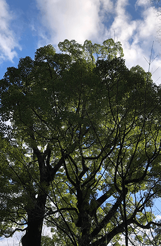 大楠木の写真