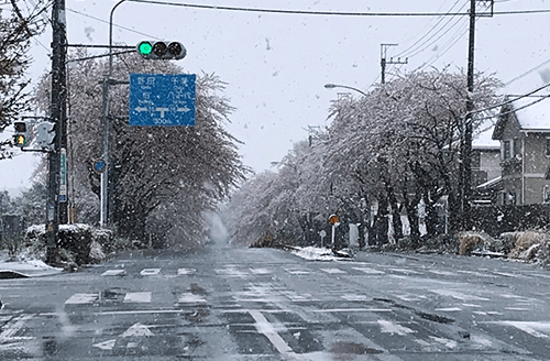 春の雪の画像