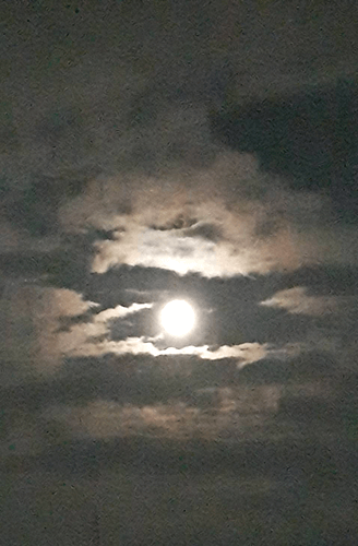 中秋の月
