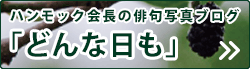 ハンモック会長 写真俳句ブログ